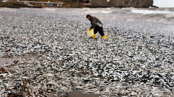 Koka Praia No Jap O Amanhece Coberta Por Milhares De Peixes Mortos