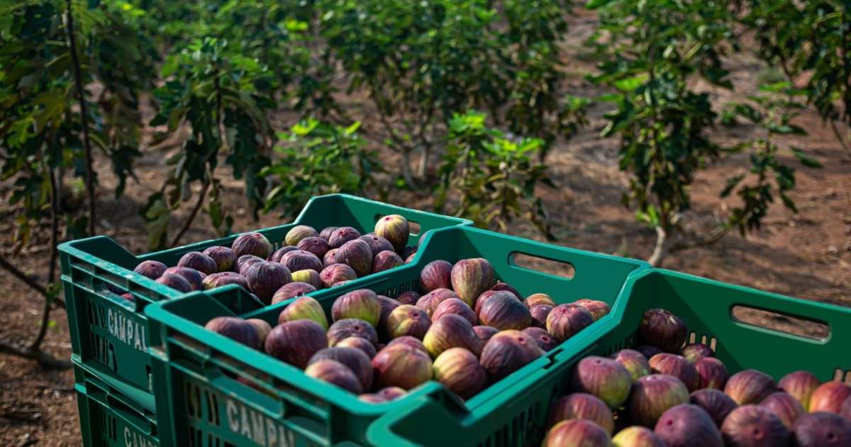 Koka Fruit Attraction chega ao Brasil em 2024