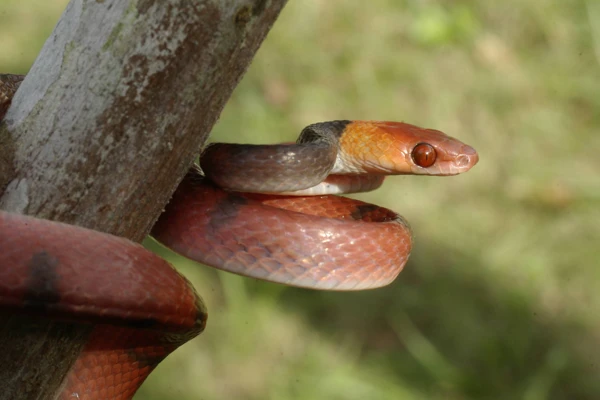 Estudo revela diferenças evolutivas entre serpentes e lagartos