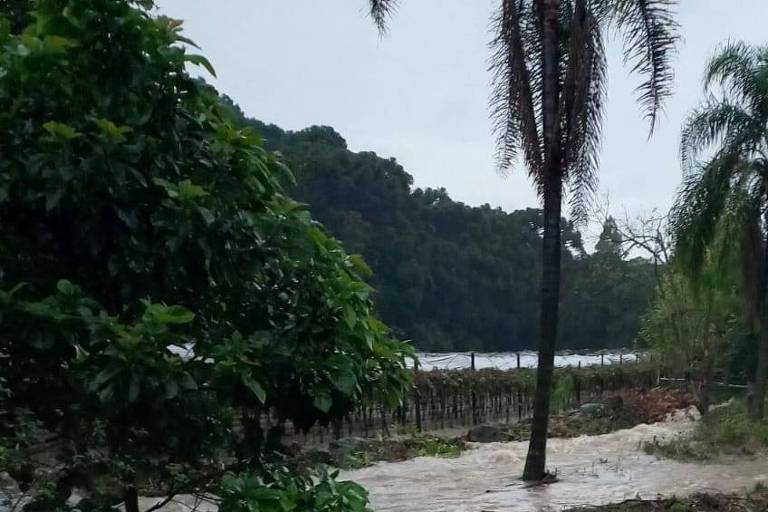 Produtores de vinho da Serra Gaúcha sofrem com enchentes