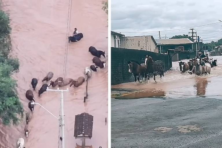 Cavalos resgatados de enchente no Rio Grande do Sul