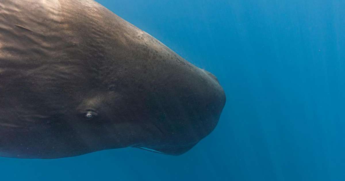 Descoberta revela complexidade na comunicação das cachalotes