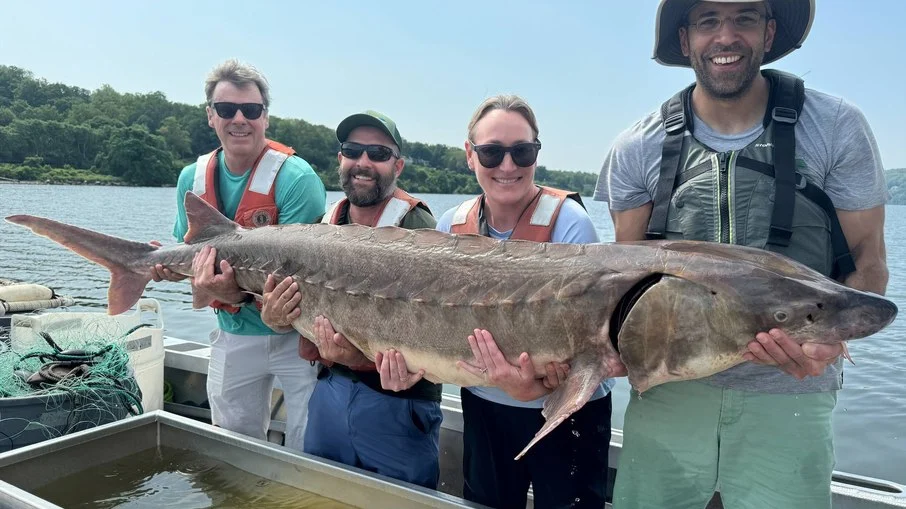 Pescadores capturam peixe gigante no Rio Hudson
