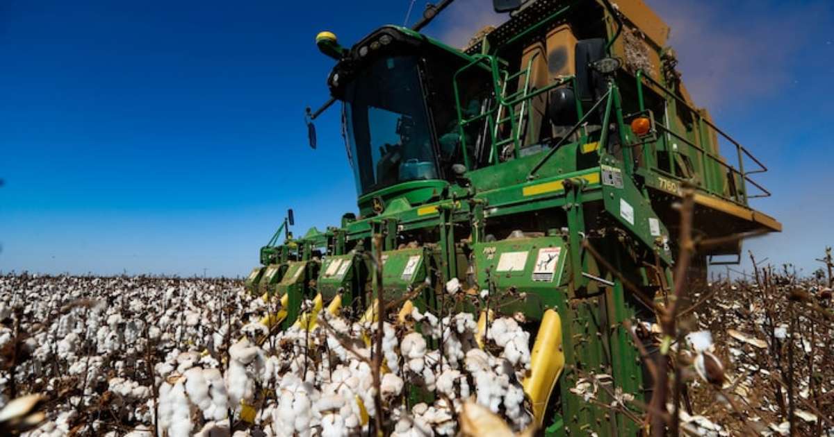 Brasil se torna o maior exportador mundial de algodão