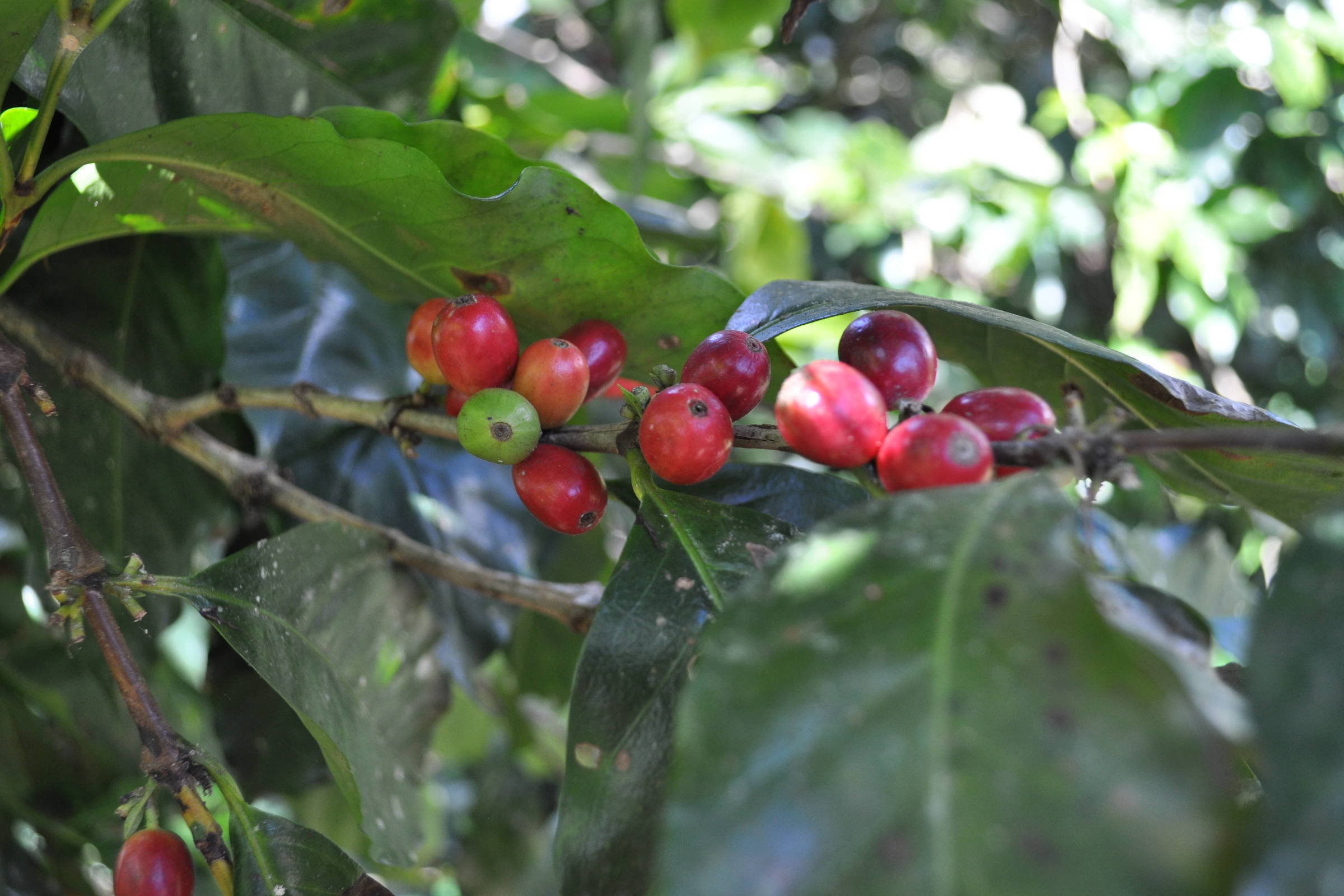 Exportadores de café do Brasil focam em ações contra mudanças climáticas